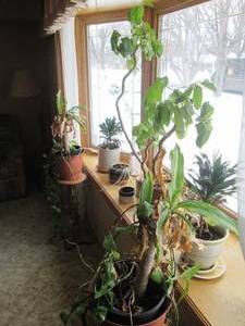 lot 61 image: Assortment of (8) live potted plant...