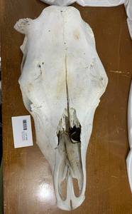 Bleached Cow Skull