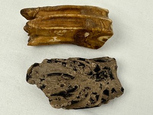 lot 101 image: Unknown Specimens Found in a Garden in Sauk Center in about 1926