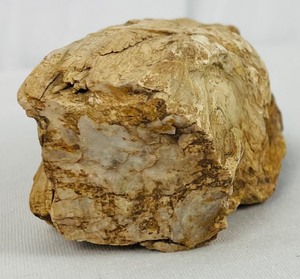 lot 300 image: Petrified Wood and Primitive Rock Tool