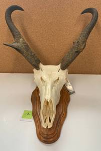 European Antelope Mount