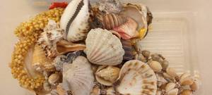Bin of Ocean Shells & necklaces