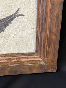 Fossilized Fish in Wood Frame