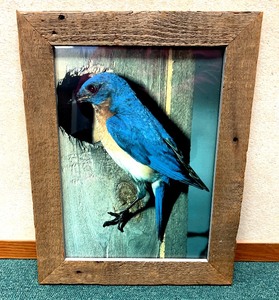 lot 393 image: Eastern Blue Bird