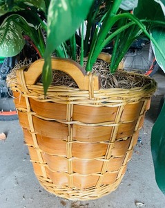 lot 165 image: Fabulous Fica Tree
