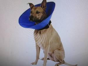 lot 142 image: pet recovery collar size large ...