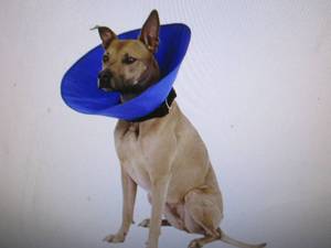 lot 143 image: pet recovery collar size large ...