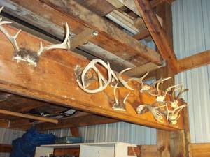 lot 292 image: Assortment of mounted Antlers from a variety of horned animals