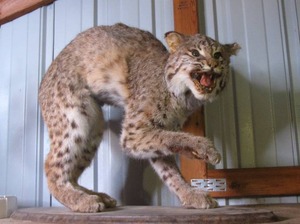 lot 01 image: Bobcat, NOT the kind you drive
