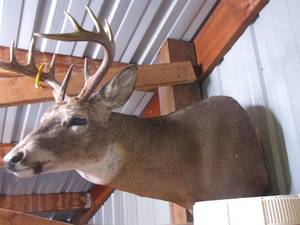 lot 0001 image: 10 Point Mounted Buck