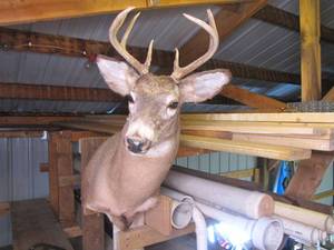lot 000001 image: 8 Point Mounted Buck