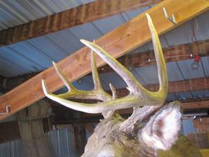 lot 0000001 image: 8 Point Mounted Buck