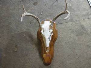 lot 396 image: Mounted Deer Skull