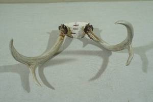 lot 98 image: Sitka Blacktail Antlers Found on Kodiak Island, Alaska