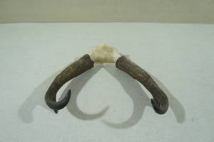 lot 99 image: Antelope Antlers found in Montana