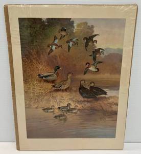lot 53 image: 1944 Game Birds Of America Print By Lynn Bogue