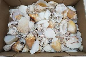 sea shells