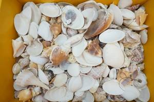 sea shells