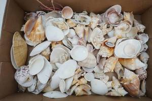 sea shells