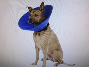 lot 436 image: 2 xl pet recovery collars ...