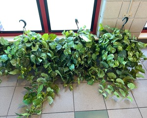 lot 2611 image: Faux Plant Baskets
