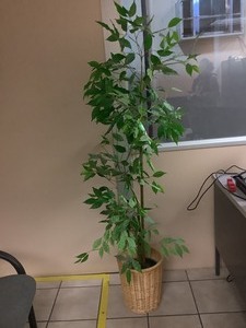lot 1457 image: Faux Plant