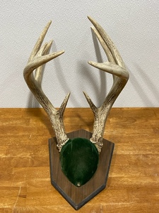 Deer Antlers