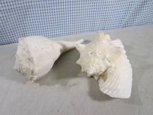 lot 319 image: (CS) 2 Large Sea Shells...