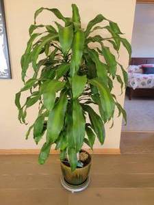 Thriving Potted Corn Plant - Its Alive