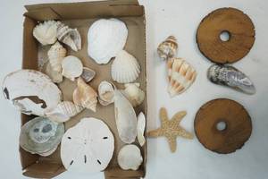 lot 259 image: Sea shells