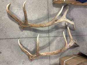 lot 46 image: Elk Antler Shed (nearly 4 feet long)