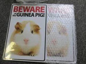 2 new beware of the guinea pig 8 in...