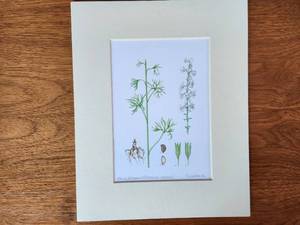 Julie Martinez Botanical Illustration