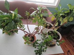 lot 42 image: Assortment of (4) live and healthy ...