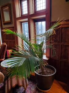 lot 118 image: Large Planter With Palm Plant