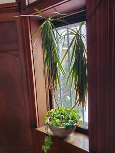 lot 347 image: Two House Plants And A Planter