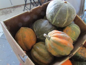 lot 233 image: Various Garden Squash