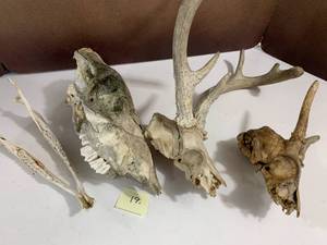 Box of Animal Bones, skulls