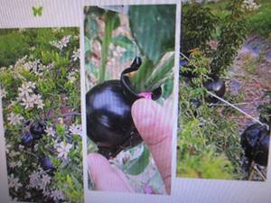 Plant Root Growing Box, Root Booste...