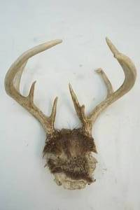 Antlers