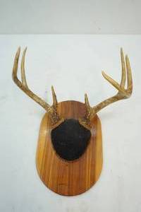 antlers