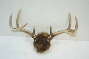 Antlers