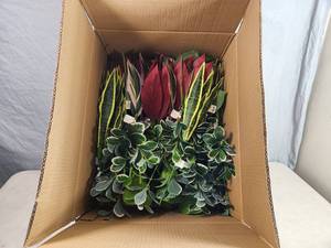 New Case of Greenery Pieces