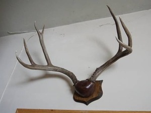 Mounted antler