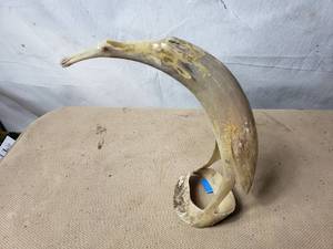 Horn Carved into a Bird