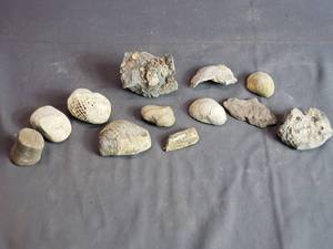 Different Types of Fossil Like Pieces