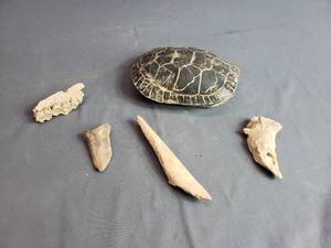 Turtle Shell and Other Bones