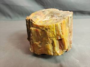 Piece of Petrified Wood