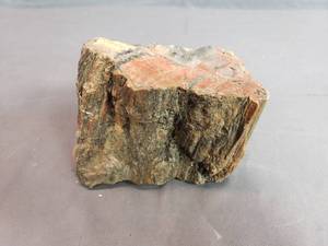 Piece of Petrified Wood