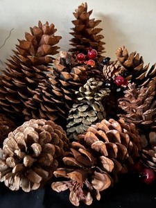 lot 33 image: Sugar Pine Cones and More
